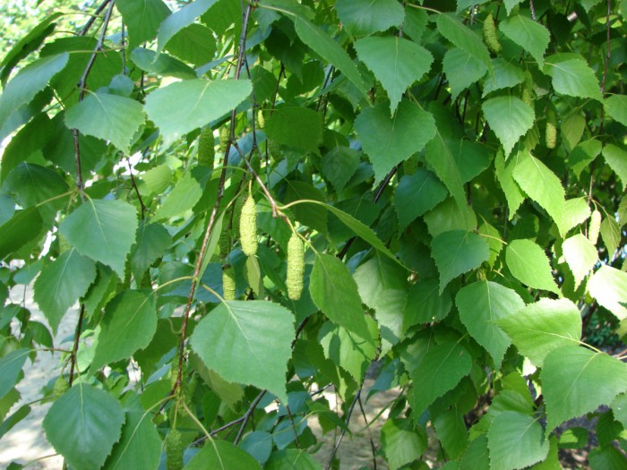 Береза