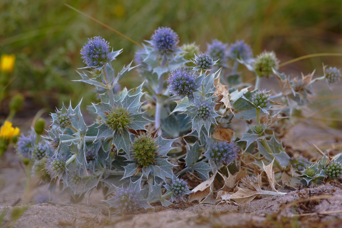 Синеголовник плосколистный