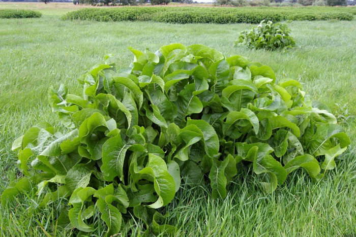 Хрен