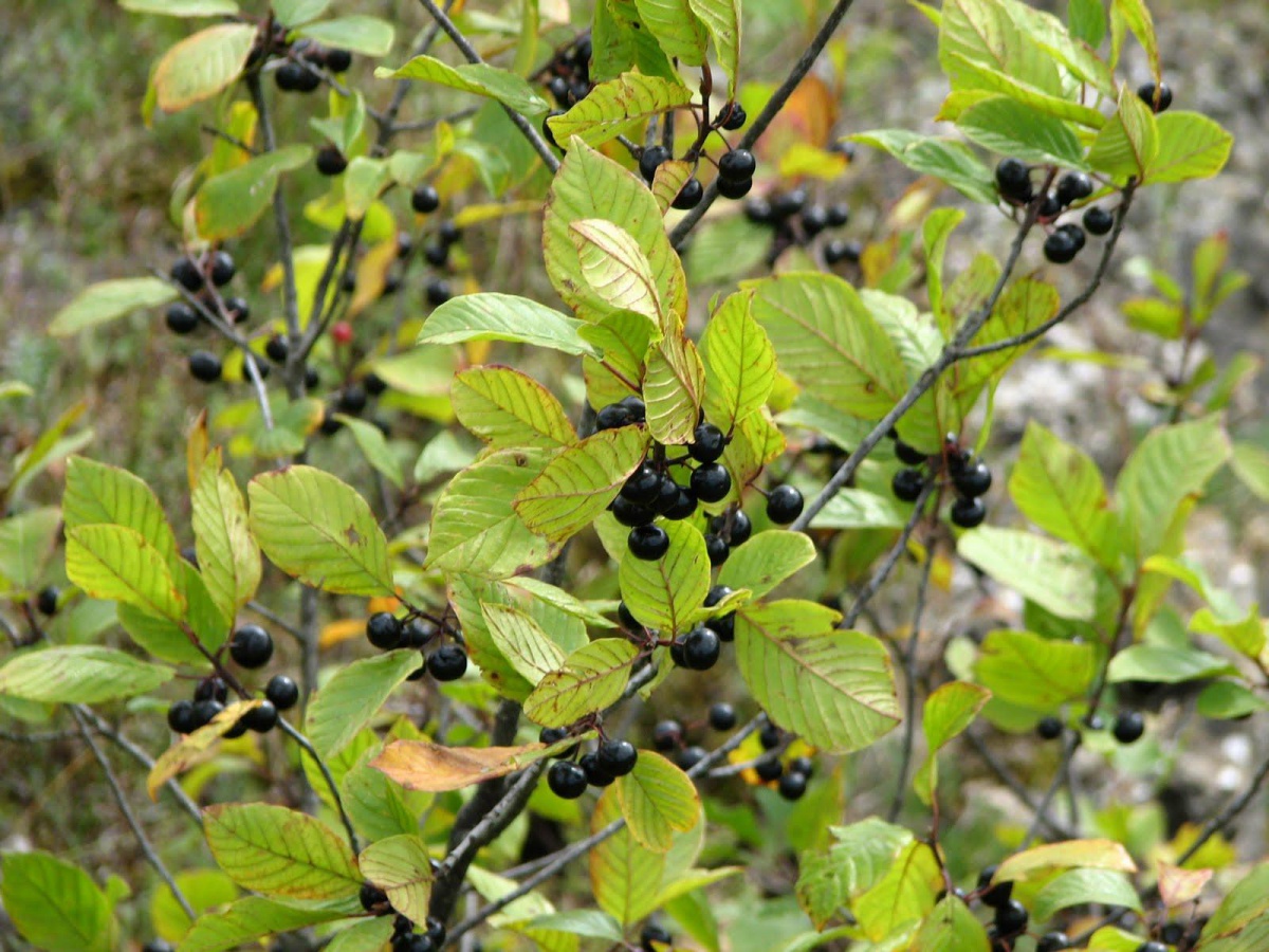 Крушина ломкая